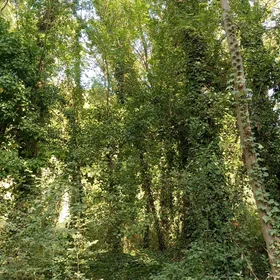 Riparian forest on Lake Banyoles: the living edge