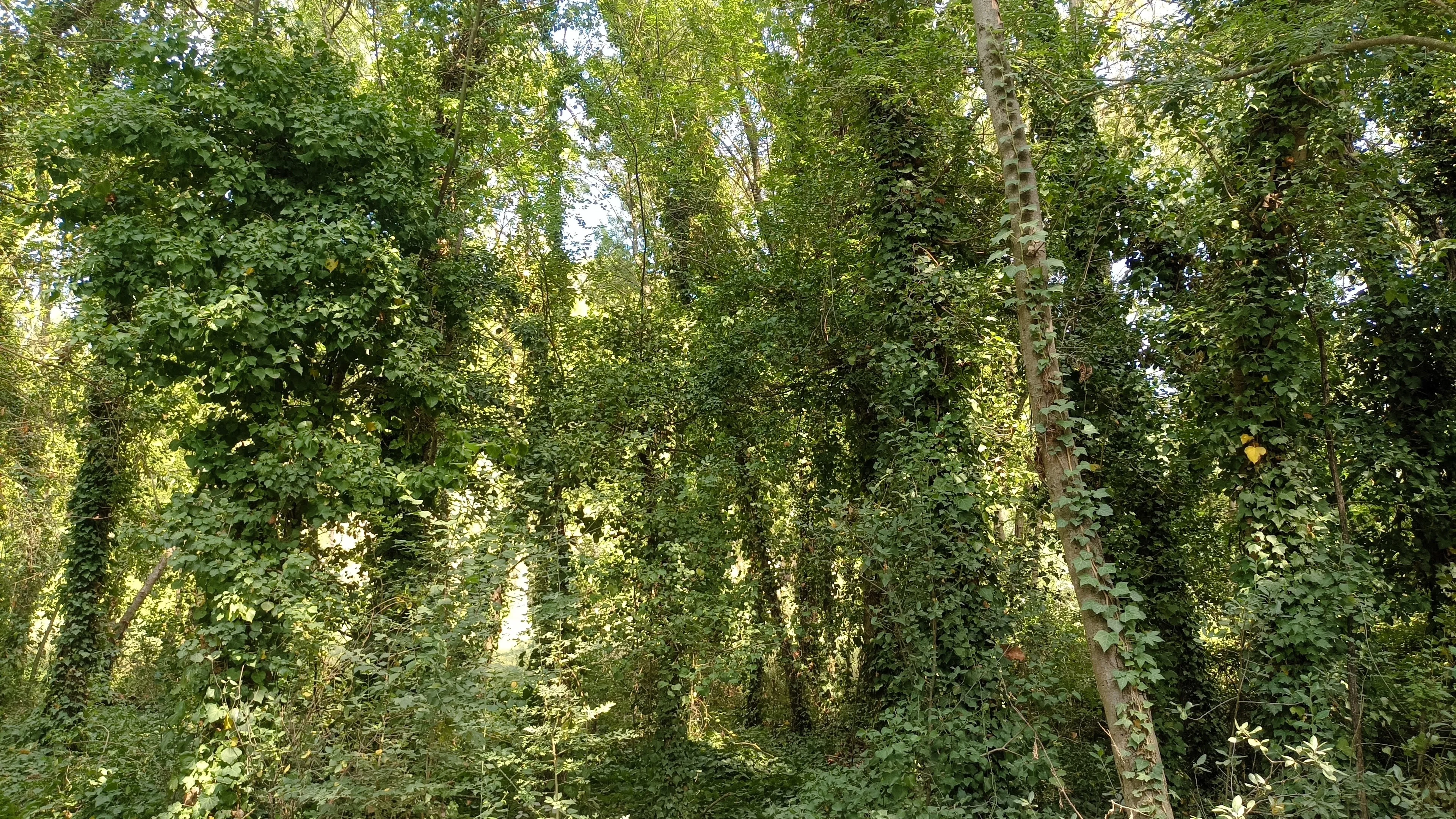 Riparian forest on Lake Banyoles: the living edge