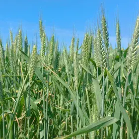 Green fields under Doñana's sky