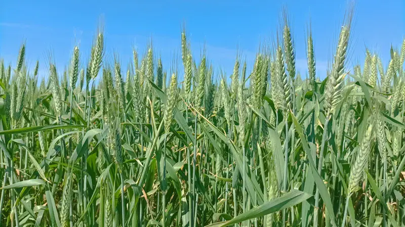 Green fields under Doñana's sky