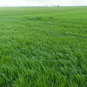 Where water meets tradition: the Albufera’s rice landscapes