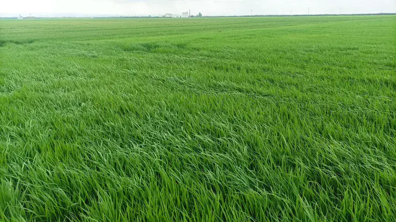 Where water meets tradition: the Albufera’s rice landscapes