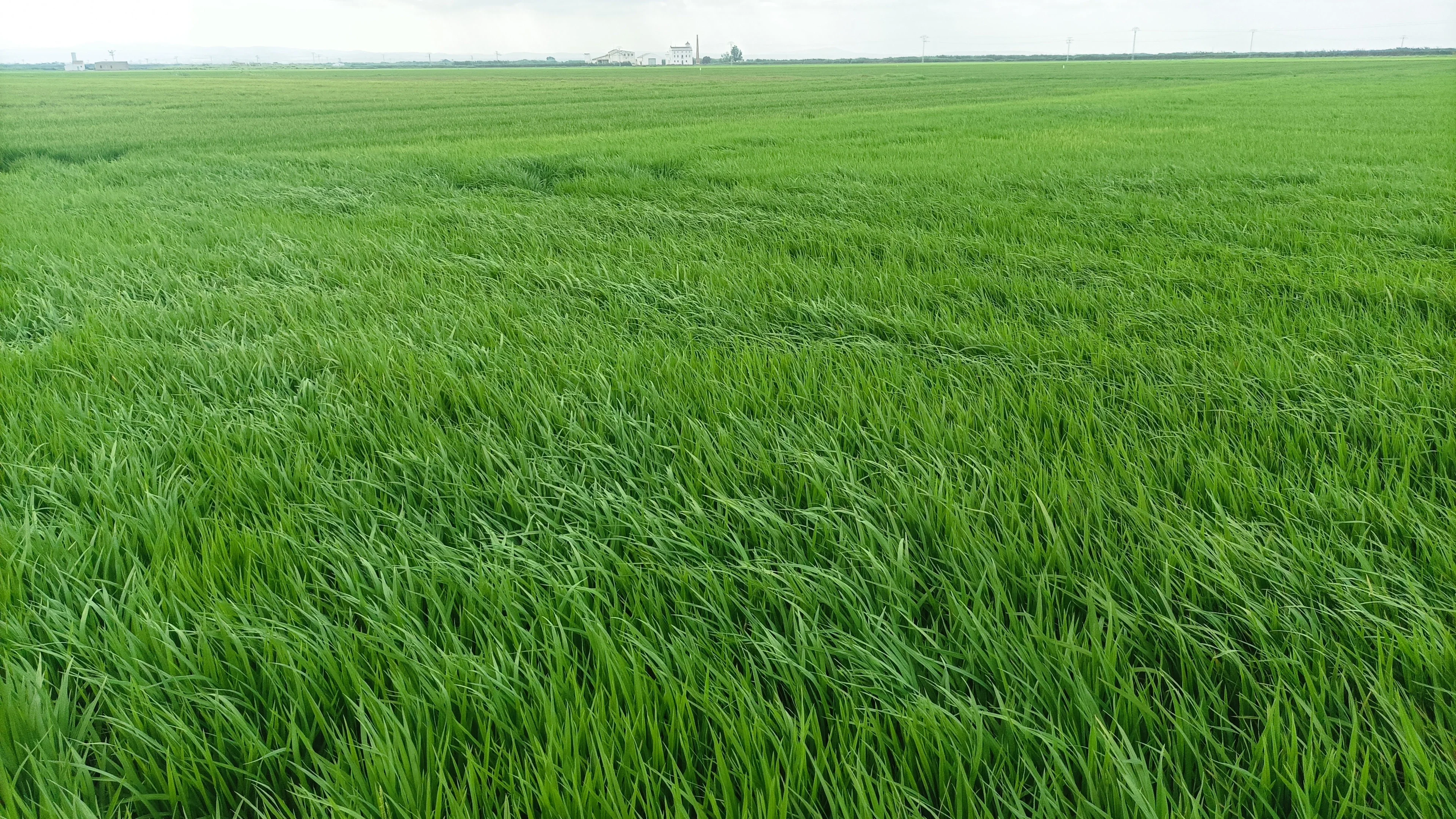 Where water meets tradition: the Albufera’s rice landscapes