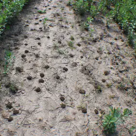 Ant nests on the surface of a cropped soil