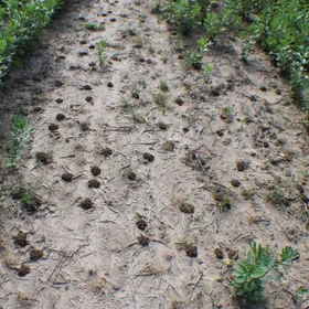 Ant nests on the surface of a cropped soil