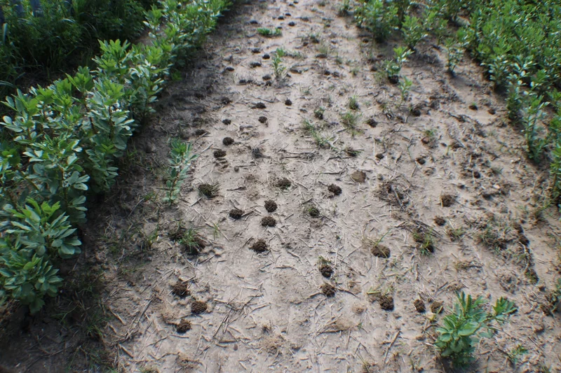 Ant nests on the surface of a cropped soil