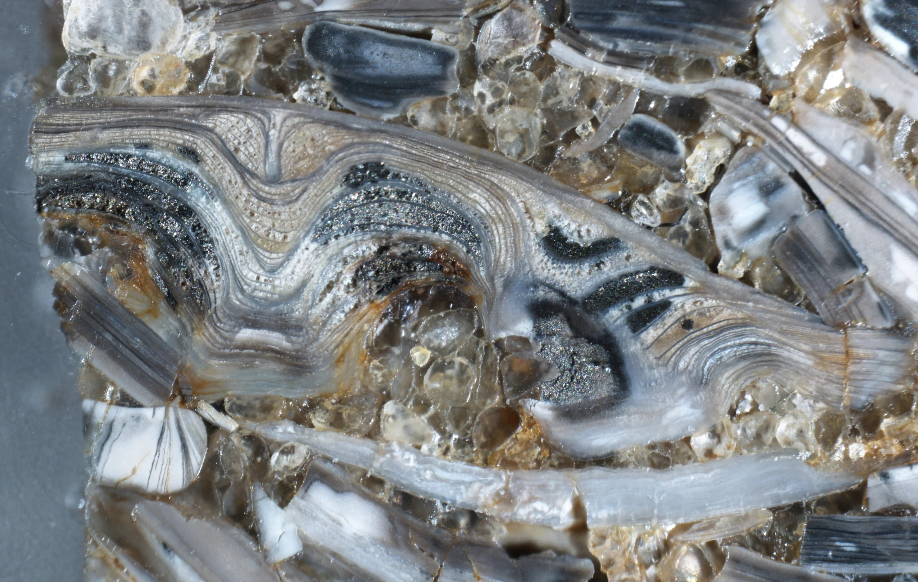 Cross-section of a brachiopod from the shelly phosphorite of Estonia, former Ülgase mine