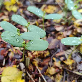 Regeneration of Plants