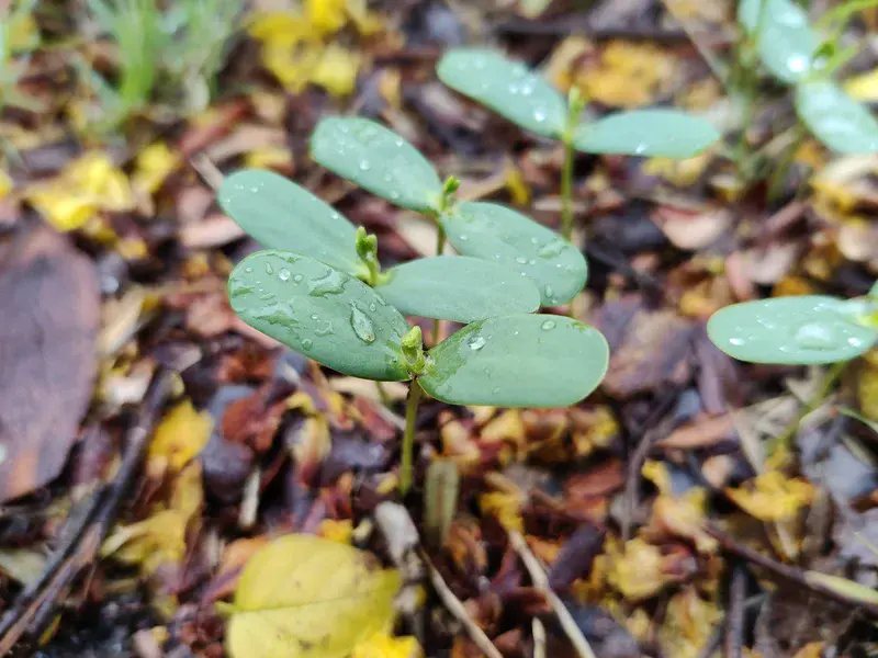 Regeneration of Plants