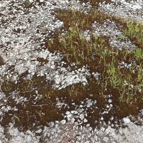 Resilience in green: life finds the way