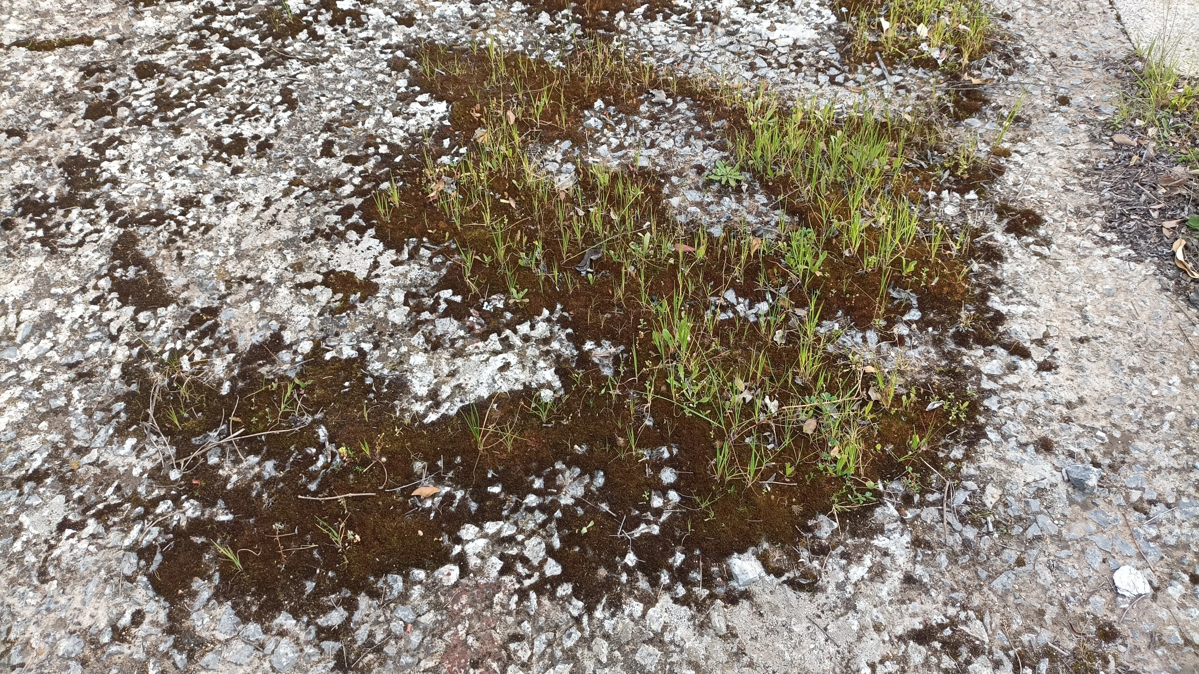 Resilience in green: life finds the way