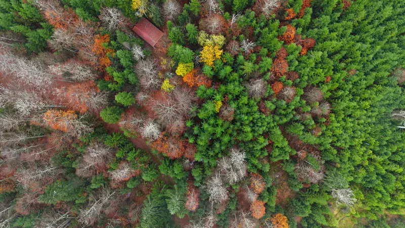 Autumn forest colors