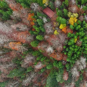 Autumn forest colors