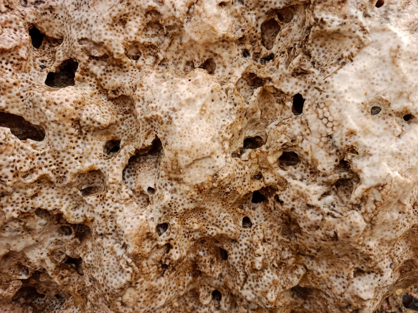 Fossilized Coral Reefs, Al-Naizak Crater Lake, Marsa Alam City, Red Sea, Egypt