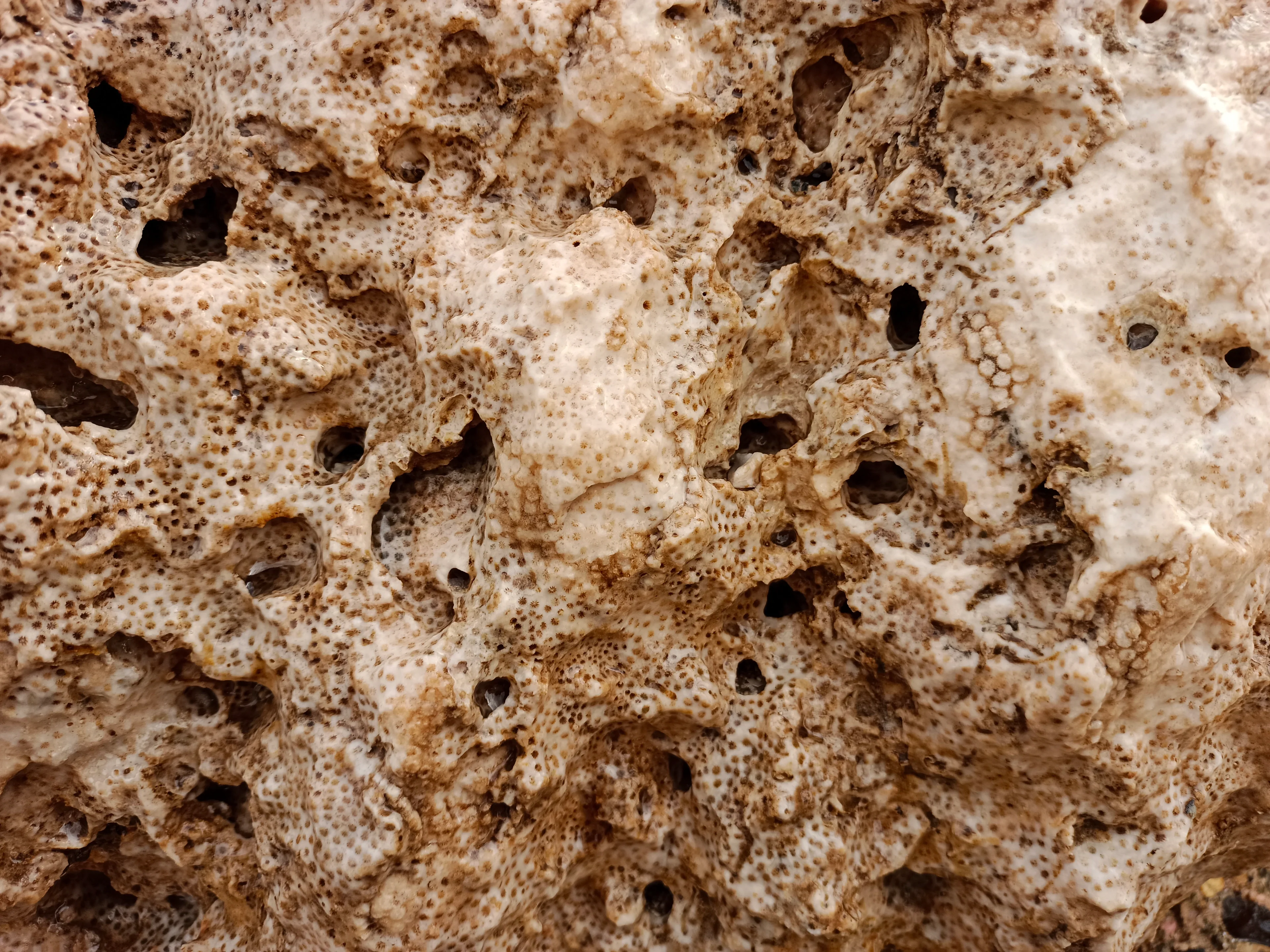 Fossilized Coral Reefs, Al-Naizak Crater Lake, Marsa Alam City, Red Sea, Egypt