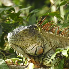 Big iguana is watching you
