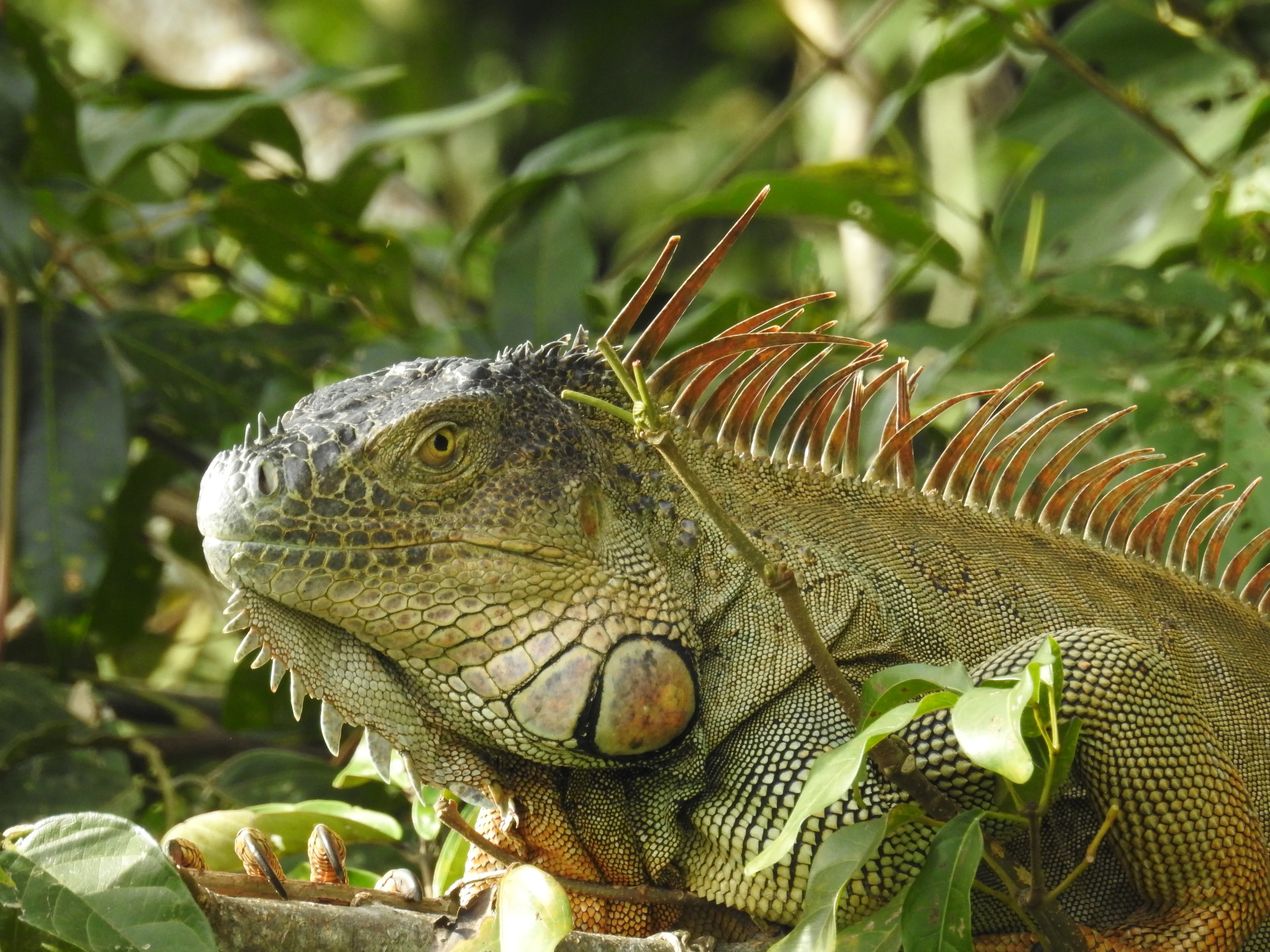 Big iguana is watching you