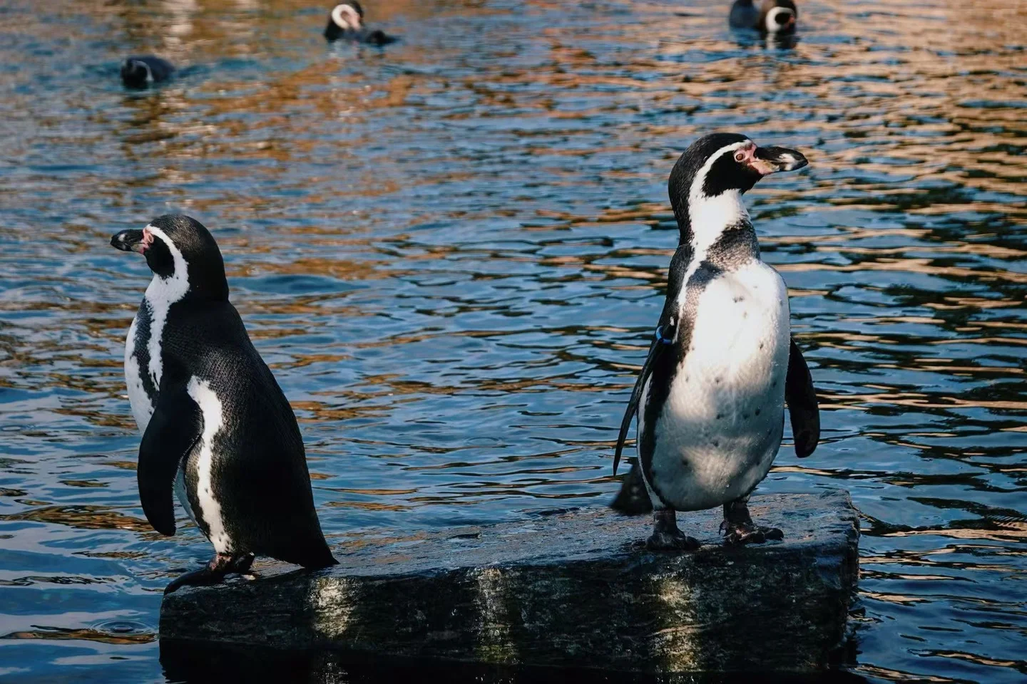 Habitat of penguins under warming climate