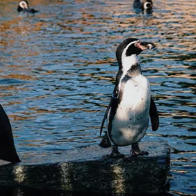 Habitat of penguins under warming climate