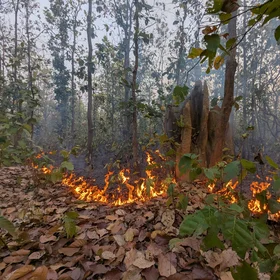 Termite mound: nature’s fireproof fortress against understorey fires