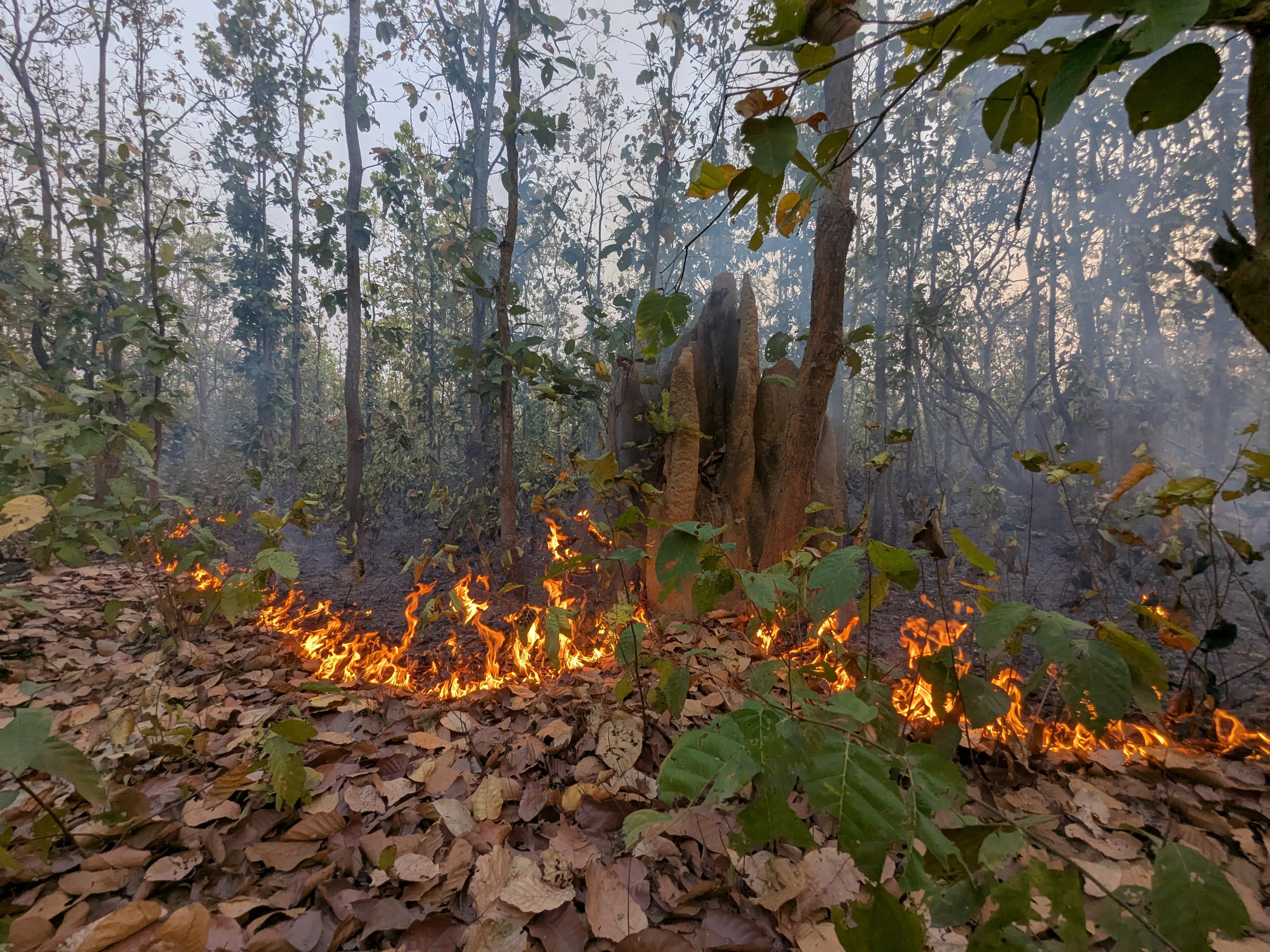 Termite mound: nature’s fireproof fortress against understorey fires