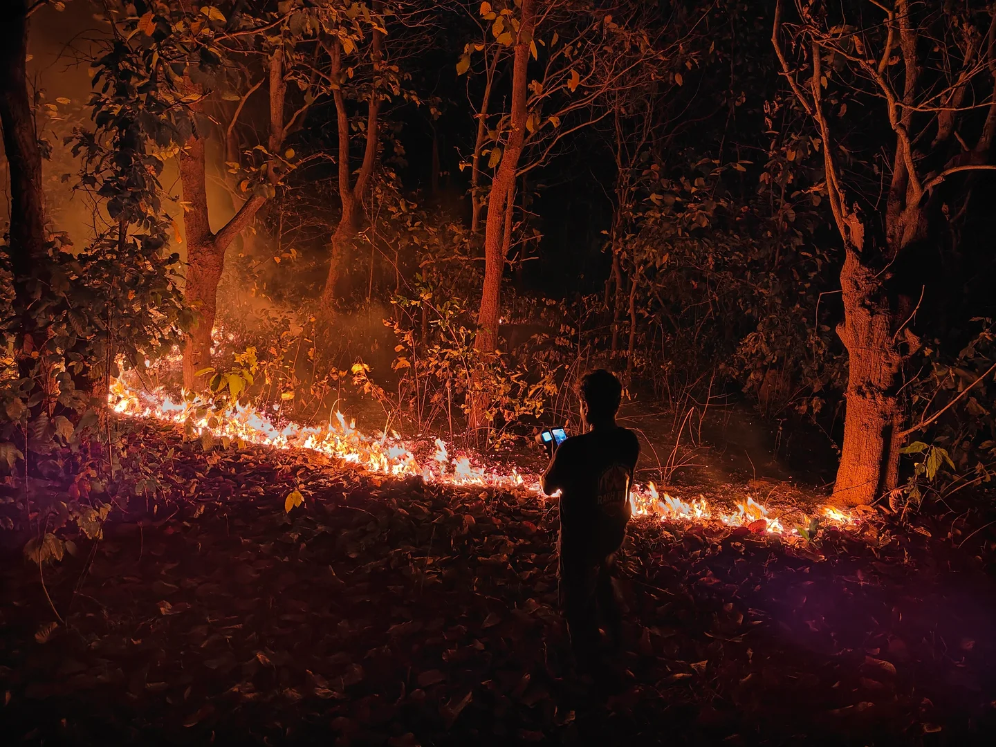 Nighttime temperature recording of a low-intensity understorey fire
