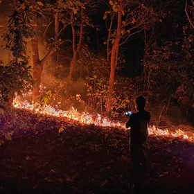 Nighttime temperature recording of a low-intensity understorey fire