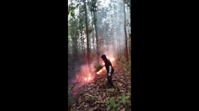 Indigenous way of suppressing low-intensity understorey fires