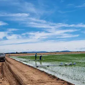 Sampling greenhouse gases from rice in a commercial rice field, Riverina, NSW, Australia