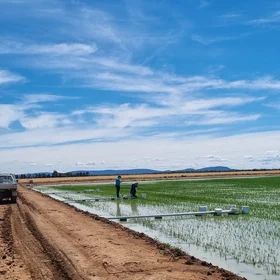 Sampling greenhouse gases from rice in a commercial rice field, Riverina, NSW, Australia