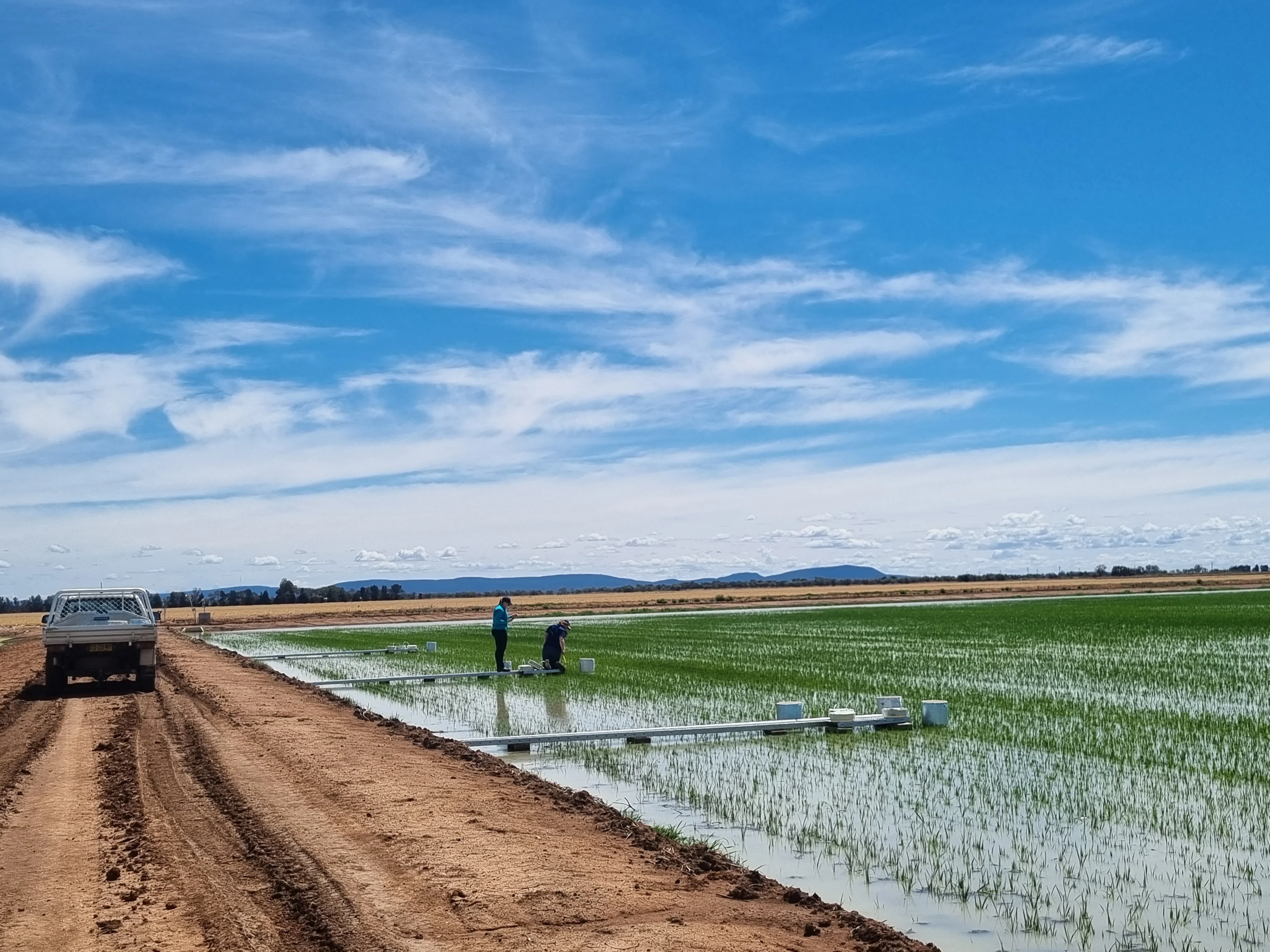 Sampling greenhouse gases from rice in a commercial rice field, Riverina, NSW, Australia