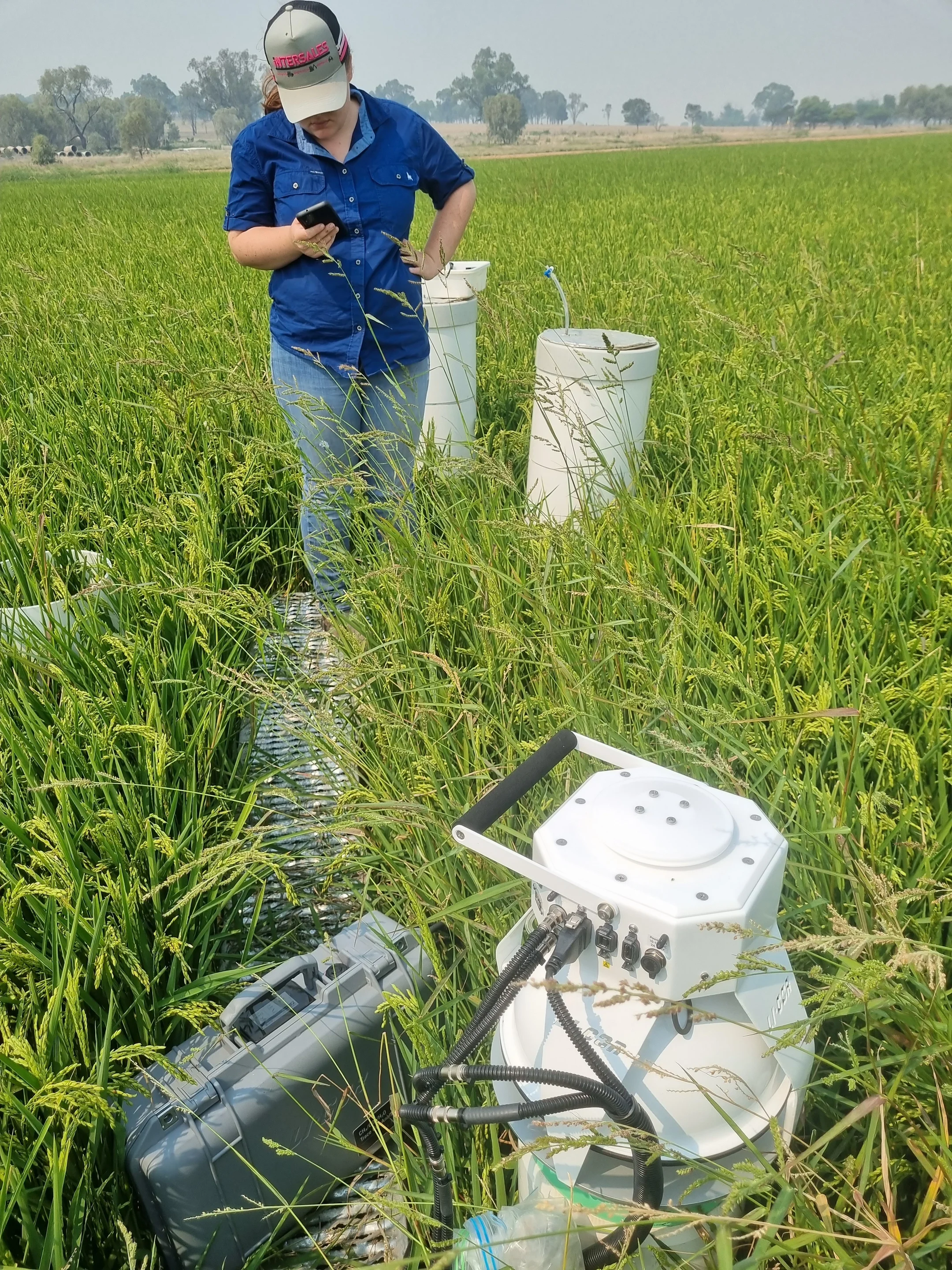 Greennhouse gas sampling in a rice crop in Australia