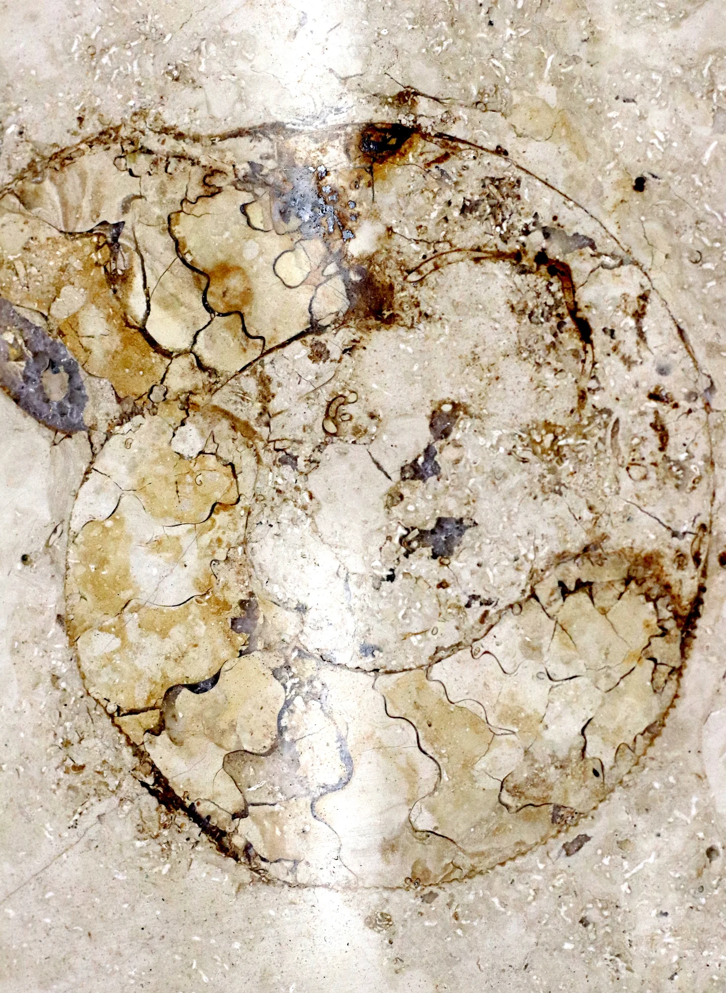 Ammonite fossil in a metro station in Brussels