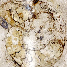 Ammonite fossil in a metro station in Brussels