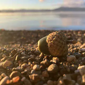 From little acorns grow mighty oaks