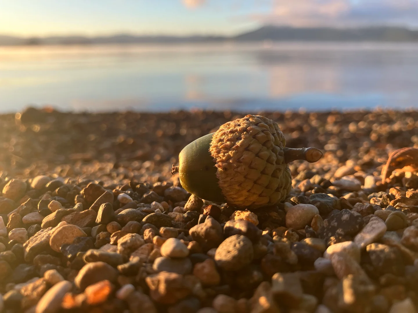 From little acorns grow mighty oaks