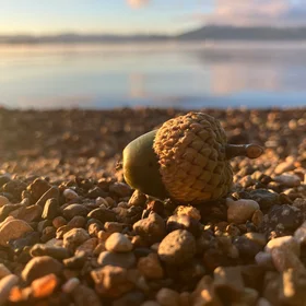From little acorns grow mighty oaks