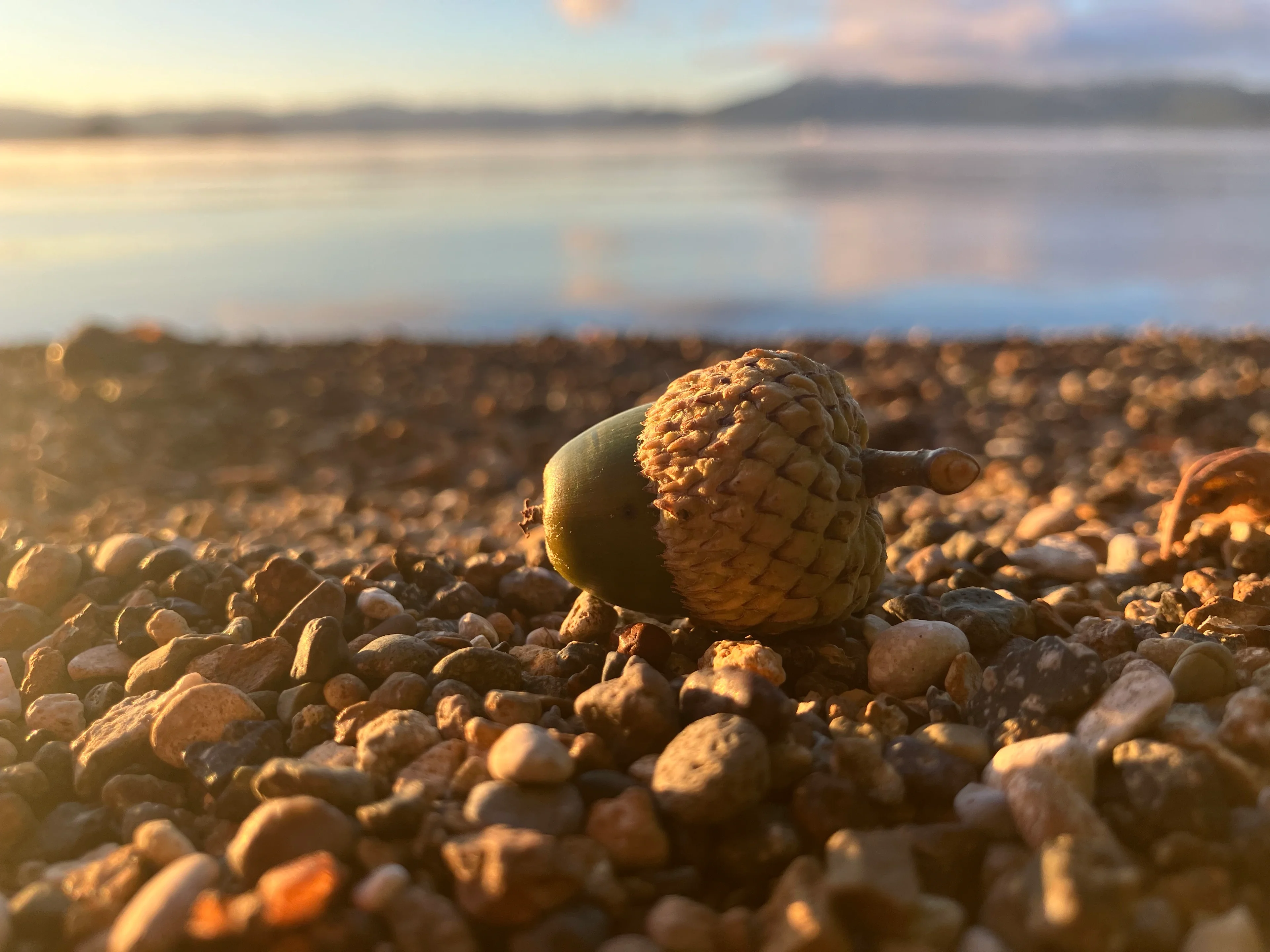 From little acorns grow mighty oaks