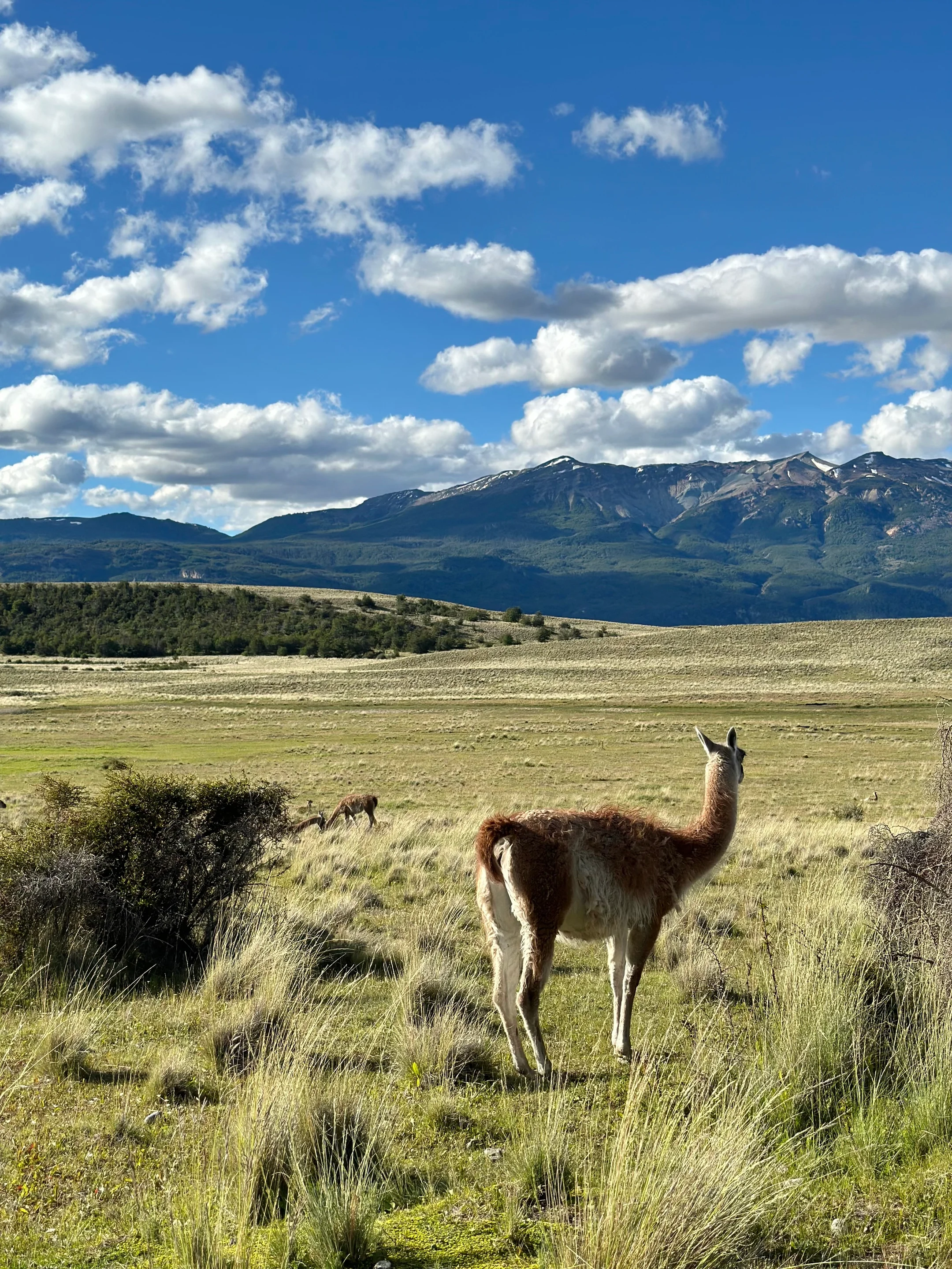 A reflection on the re-naturalisation of previous farming land