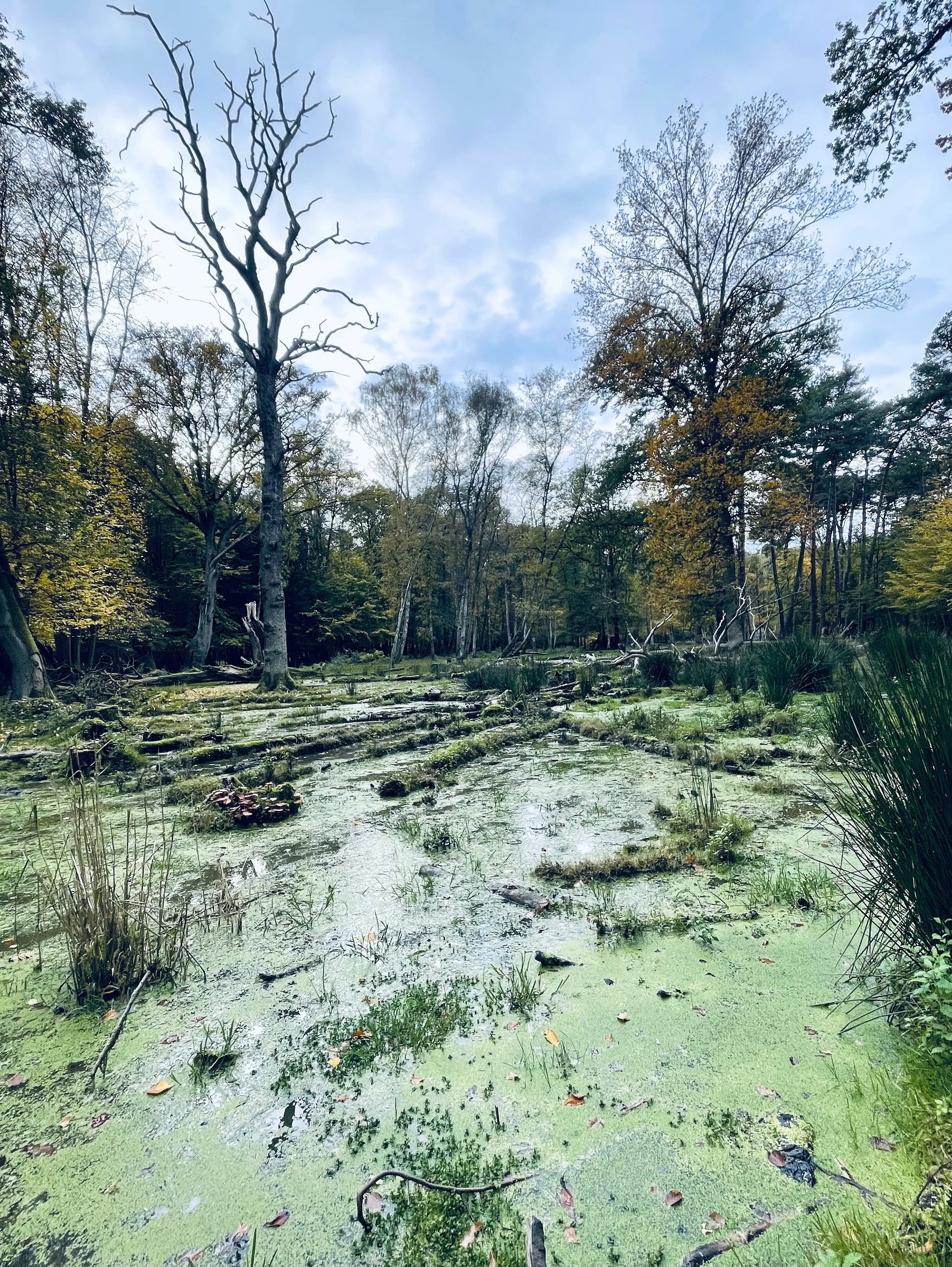 The Mystery of Wetlands