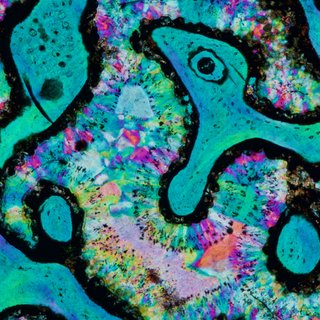 The Snake in the Dinosaur Bone