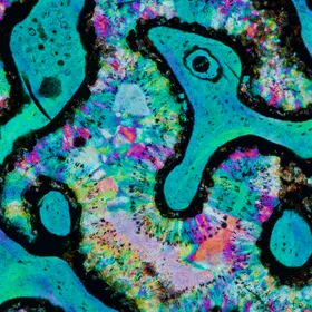 The Snake in the Dinosaur Bone
