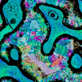 The Snake in the Dinosaur Bone