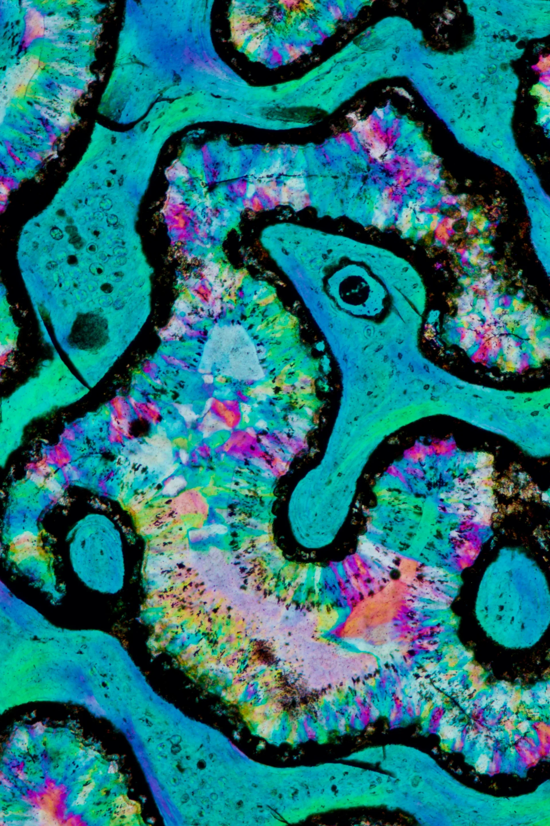 The Snake in the Dinosaur Bone