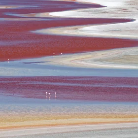 Flamingos feed on algae in the reddish waters of Laguna Colorada