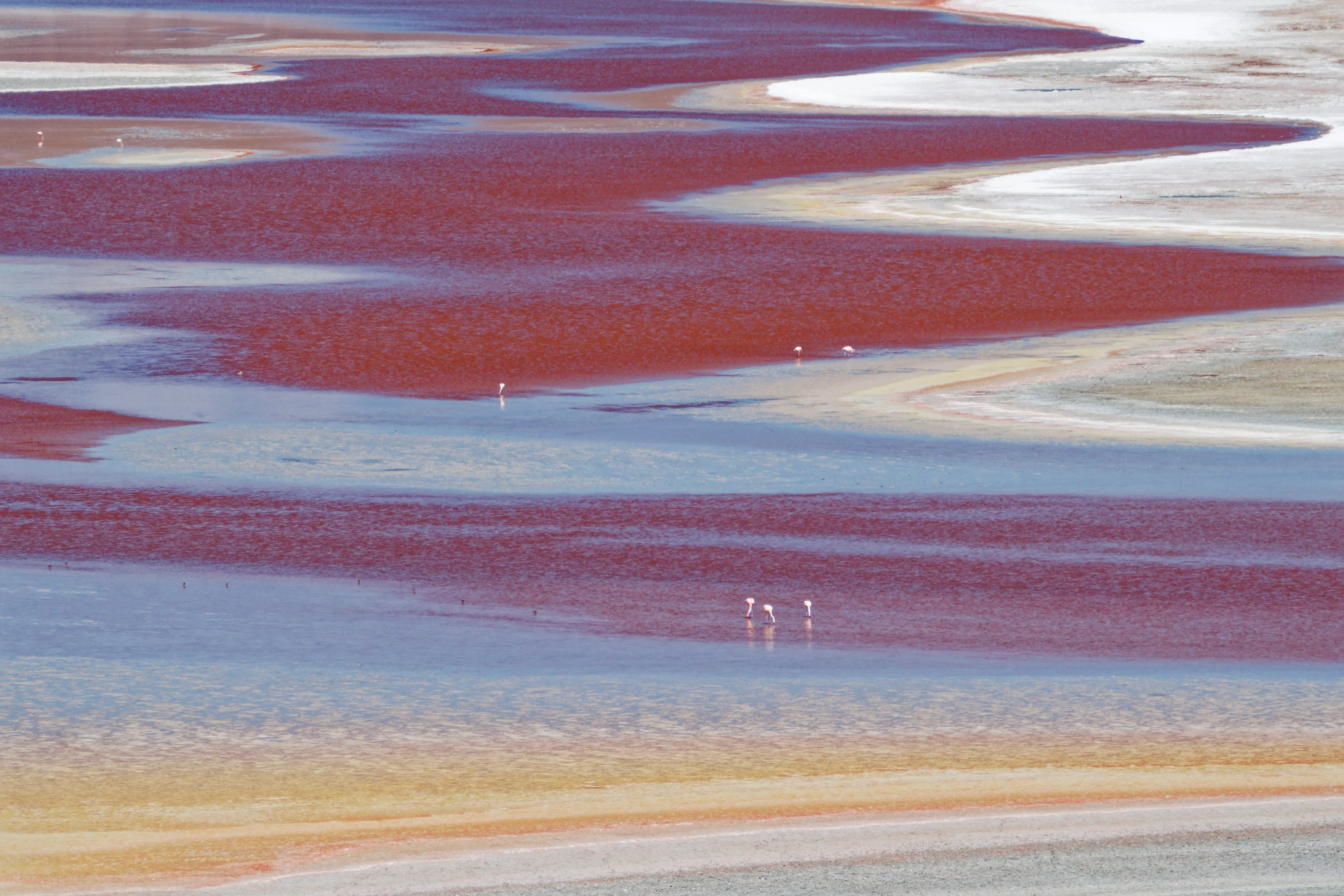 Flamingos feed on algae in the reddish waters of Laguna Colorada