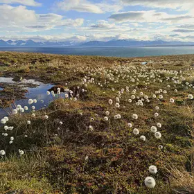 Summer cottongrass bloom