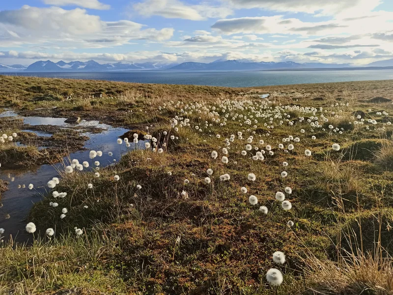 Summer cottongrass bloom