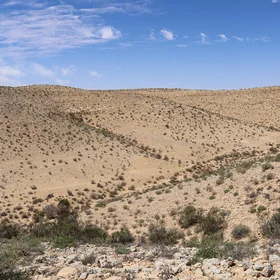 Vegetation patterning