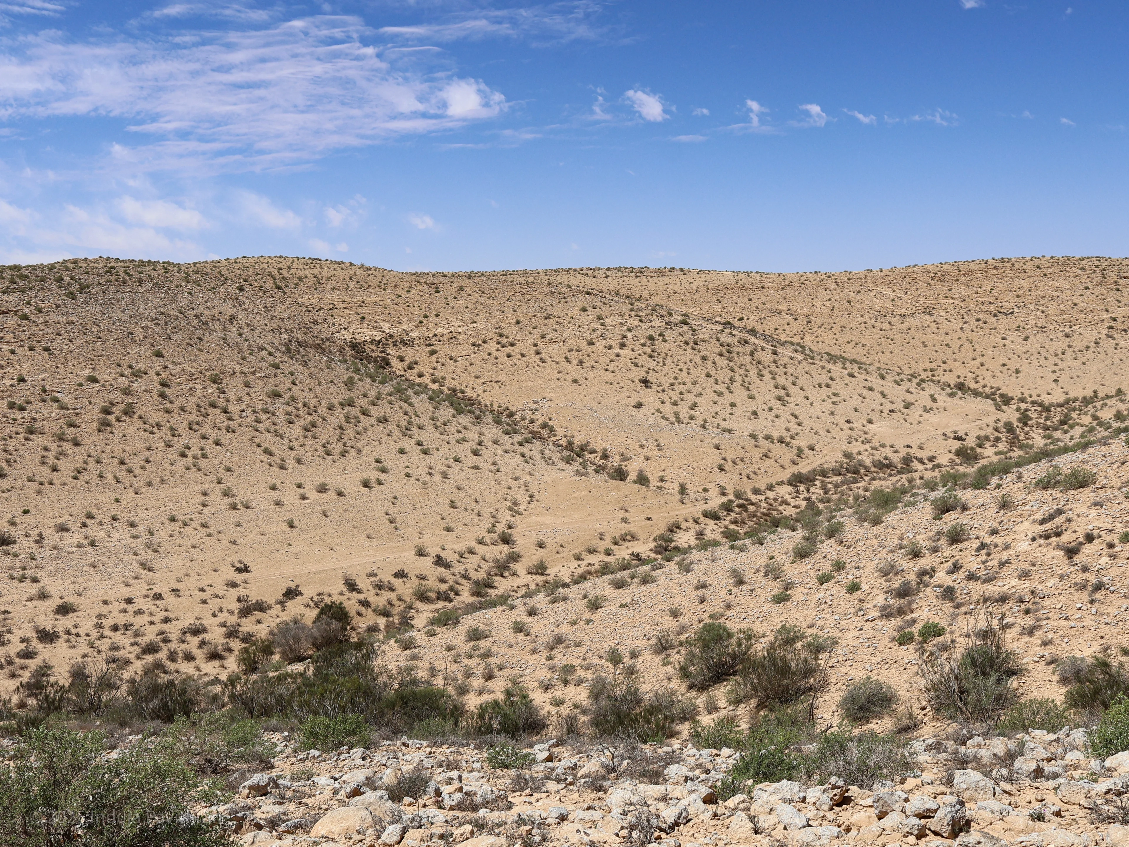 Vegetation patterning